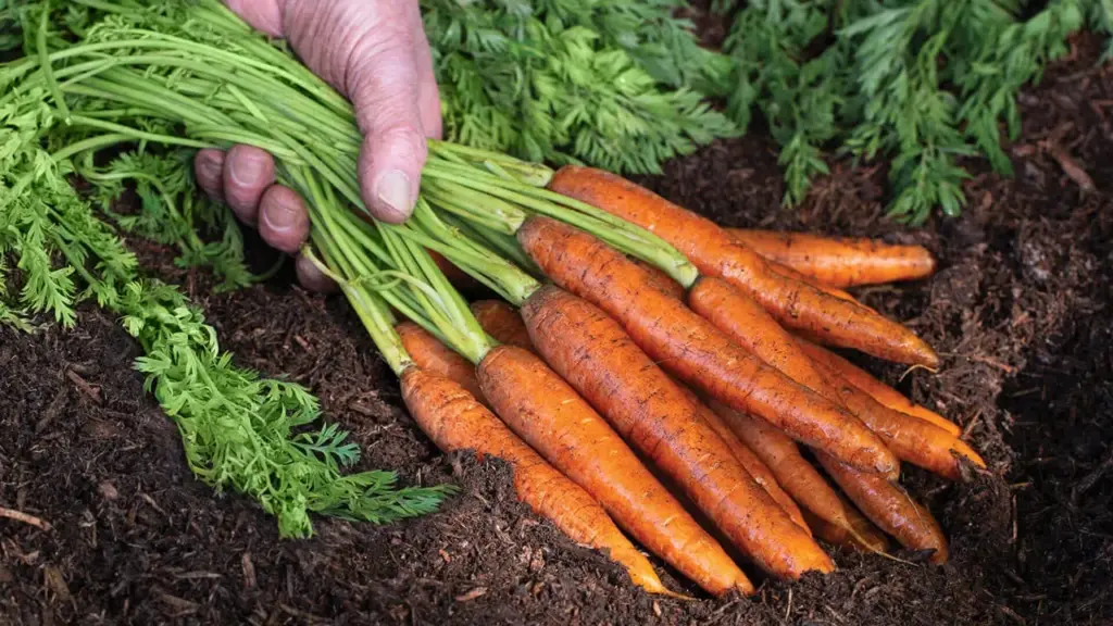 Hand holding a freshly harvested bunch of carrots with soil and green leaves