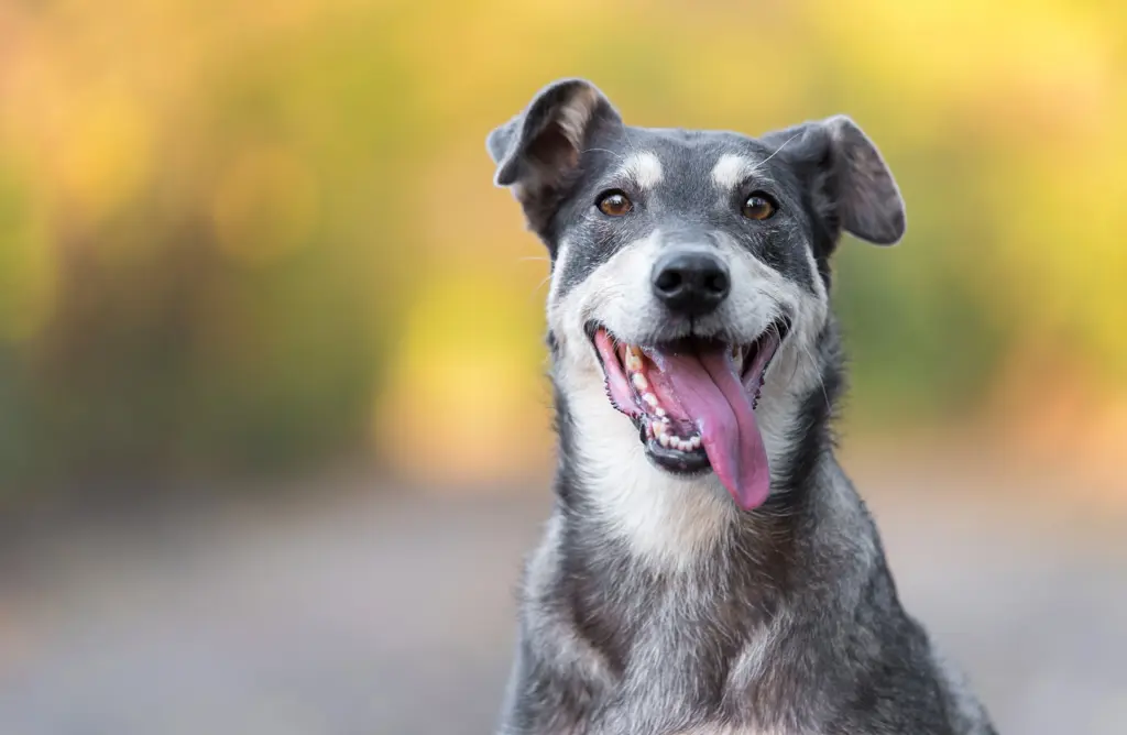 RSPCA