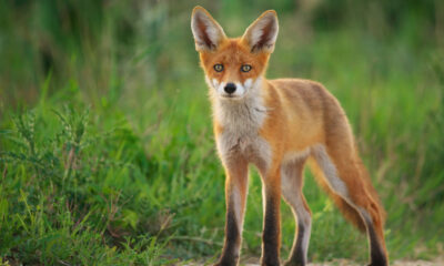 A young red fox standing in green grass looking at the camera